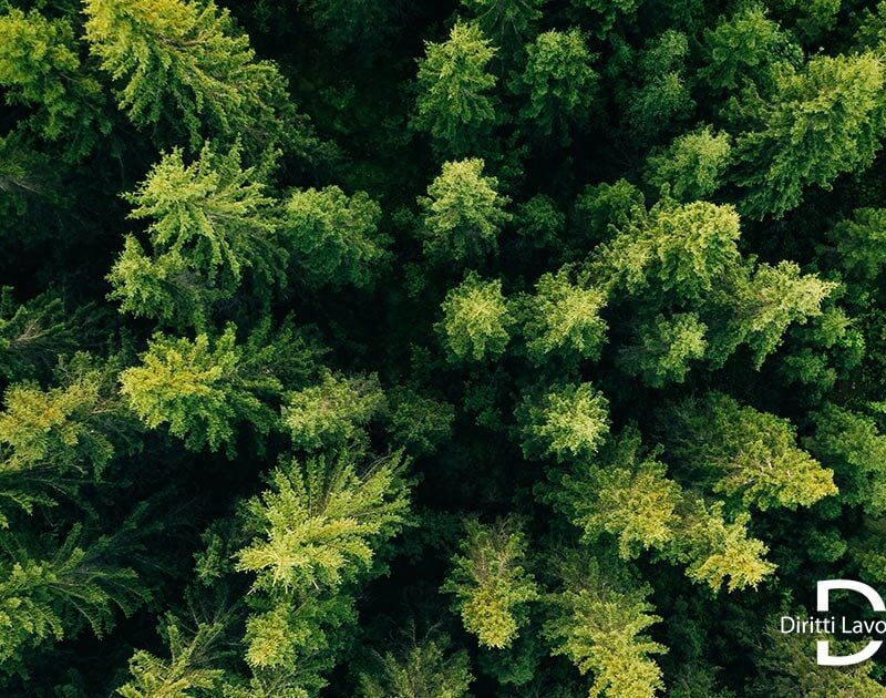 Gli operai forestali a tempo determinato hanno diritto all’indennità di anzianità: la Regione siciliana condannata